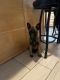 Belgian Shepherd Dog (Malinois) Puppies for sale in Commerce City, CO, USA. price: $700