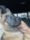 Belgian Shepherd Dog (Malinois) Puppies for sale in Princeton, FL 33032, USA. price: $1,200