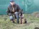 Belgian Shepherd Dog (Malinois) Puppies for sale in OH-310, Pataskala, OH, USA. price: $2,500