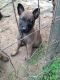 Belgian Shepherd Dog (Malinois) Puppies for sale in Roland, AR 72135, USA. price: $200