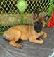 Belgian Shepherd Dog (Malinois) Puppies for sale in Medford, NJ, USA. price: $1,250