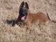 Belgian Shepherd Dog (Malinois) Puppies for sale in Stephenville, TX 76401, USA. price: $400
