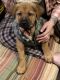 Belgian Shepherd Dog (Malinois) Puppies for sale in New York, NY 10002, USA. price: $700