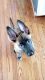 Belgian Shepherd Dog (Malinois) Puppies for sale in Crossville, TN, USA. price: $1,500