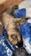 Belgian Shepherd Dog (Malinois) Puppies for sale in Rancho Cucamonga, CA 91730, USA. price: NA