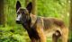 Belgian Shepherd Dog (Malinois) Puppies for sale in Martinsville, IN 46151, USA. price: $700