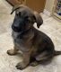 Belgian Shepherd Dog (Malinois) Puppies for sale in Erie, CO, USA. price: $1,300