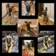 Belgian Shepherd Dog (Malinois) Puppies for sale in Southfield, MI, USA. price: $1,000