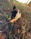 Belgian Shepherd Dog (Malinois) Puppies for sale in Duncan, SC 29334, USA. price: NA