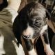 Belgian Shepherd Dog (Malinois) Puppies for sale in Hazel Crest, IL, USA. price: $800