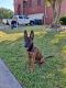 Belgian Shepherd Dog (Malinois) Puppies for sale in Lewisville, TX 75057, USA. price: NA