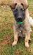 Belgian Shepherd Dog (Malinois) Puppies for sale in Spotsylvania County, VA, USA. price: $1,200