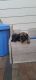 Belgian Shepherd Dog (Malinois) Puppies for sale in Kapolei, HI 96707, USA. price: $2,500