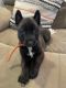 Belgian Shepherd Dog (Malinois) Puppies for sale in Placentia, CA 92870, USA. price: $1,500