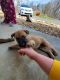 Belgian Shepherd Dog (Malinois) Puppies for sale in McKee, KY 40447, USA. price: $600