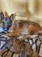 Belgian Shepherd Dog (Malinois) Puppies for sale in 11041 Co Rd 434, Loraine, TX 79532, USA. price: NA