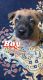 Belgian Shepherd Dog (Malinois) Puppies for sale in Atascocita, TX 77346, USA. price: $600
