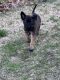 Belgian Shepherd Dog (Malinois) Puppies for sale in Terre Haute, IN 47802, USA. price: $550