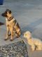 Belgian Shepherd Dog (Malinois) Puppies for sale in Justin, TX 76247, USA. price: $1,500