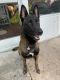 Belgian Shepherd Dog (Malinois) Puppies for sale in Englewood, FL 34223, USA. price: $1,000