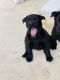 Belgian Shepherd Dog (Malinois) Puppies for sale in Carol City, FL 33055, USA. price: $1,000