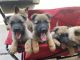 Belgian Shepherd Dog (Malinois) Puppies for sale in Dallas, TX, USA. price: $280