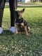 Belgian Shepherd Dog (Malinois) Puppies for sale in Channelview, TX, USA. price: $300