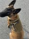 Belgian Shepherd Dog (Malinois) Puppies for sale in 139 Danielle Dr, Woonsocket, RI 02895, USA. price: NA