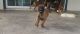 Belgian Shepherd Dog (Malinois) Puppies for sale in Lancaster, CA, USA. price: NA