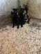 Belgian Shepherd Dog (Malinois) Puppies for sale in Norco, CA 92860, USA. price: NA