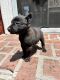 Belgian Shepherd Dog (Malinois) Puppies for sale in Torrance, CA, USA. price: NA