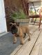 Belgian Shepherd Dog (Malinois) Puppies for sale in South San Francisco, CA, USA. price: NA