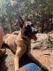 Belgian Shepherd Dog (Malinois) Puppies for sale in Colorado Springs, CO 80909, USA. price: $7,000