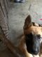 Belgian Shepherd Dog (Malinois) Puppies for sale in Chester, VA, USA. price: NA