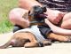 Belgian Shepherd Dog (Malinois) Puppies for sale in Gatesville, TX, USA. price: NA