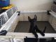 Belgian Shepherd Dog (Malinois) Puppies for sale in Victorville, CA, USA. price: NA