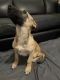 Belgian Shepherd Dog (Malinois) Puppies for sale in Sunrise, FL, USA. price: $150