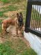 Belgian Shepherd Dog (Malinois) Puppies for sale in Little Rock, AR 72223, USA. price: NA