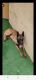 Belgian Shepherd Dog (Malinois) Puppies for sale in N 39th Ave, Phoenix, AZ, USA. price: $600