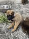 Belgian Shepherd Dog (Malinois) Puppies for sale in Orlando, FL, USA. price: NA