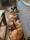 Belgian Shepherd Dog (Malinois) Puppies for sale in Madisonville, TN 37354, USA. price: NA