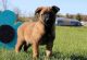 Belgian Shepherd Dog (Malinois) Puppies for sale in New York, NY, USA. price: $650