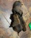 Belgian Shepherd Dog (Malinois) Puppies for sale in Rockford, IL 61101, USA. price: $900