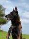 Belgian Shepherd Dog (Malinois) Puppies for sale in Elmwood Park, IL 60707, USA. price: NA