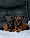 Belgian Shepherd Dog (Malinois) Puppies for sale in Rogersville, MO 65742, USA. price: NA