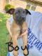 Belgian Shepherd Dog (Malinois) Puppies for sale in Dillonvale, OH, USA. price: $800