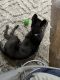 Belgian Shepherd Dog (Malinois) Puppies for sale in King of Prussia, PA, USA. price: NA