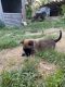Belgian Shepherd Dog (Malinois) Puppies for sale in Dearborn Heights, MI, USA. price: NA
