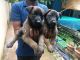 Belgian Shepherd Dog (Malinois) Puppies for sale in Hebbal, Bengaluru, Karnataka, India. price: 35,000 INR