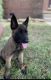 Belgian Shepherd Dog (Malinois) Puppies for sale in Richmond, KY, USA. price: NA